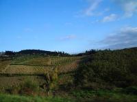 イタリア旅行　日本語アシスタントと専用車で行く トスカーナのワイン巡り1日観光（終日、日本語アシスタント、ワイン試飲付）