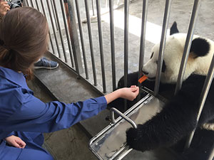 中国 ジャイアントパンダ保護活動と四川料理体験5日間
