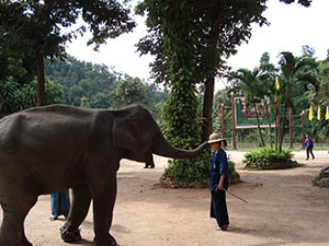 タイ動物保護ボランティア　象使い体験
