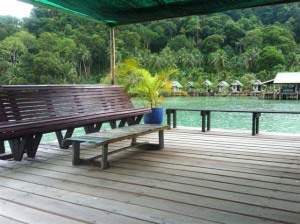 マングローブ植樹