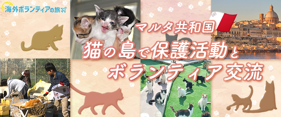 マルタ共和国 猫の保護活動ボランティア