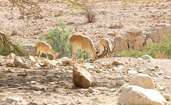 死海近くの砂漠にすむアイベックス