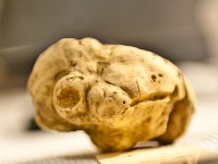 イタリア旅行 アルバ 白トリュフ祭り《Fiera di Tartufo Bianco》と赤ワインを楽しむプラン(終日、ガイドなし)