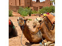 モロッコ旅行　広大な荒野をラクダトレッキング体験ツアー