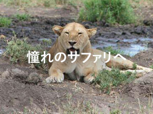 憧れのサファリへ